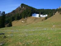 Krokuswiese unterm Kitzstein